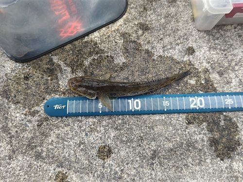 ハゼの釣果