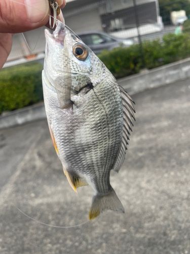 キビレの釣果