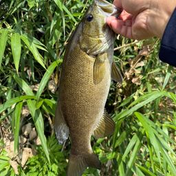 スモールマウスバス