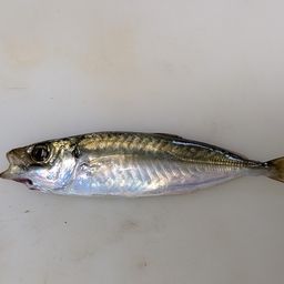 アジ