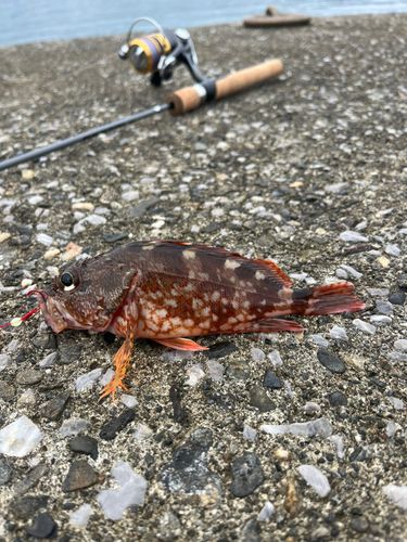 イソカサゴの釣果