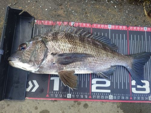 クロダイの釣果
