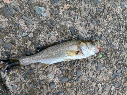 セイゴ（ヒラスズキ）の釣果