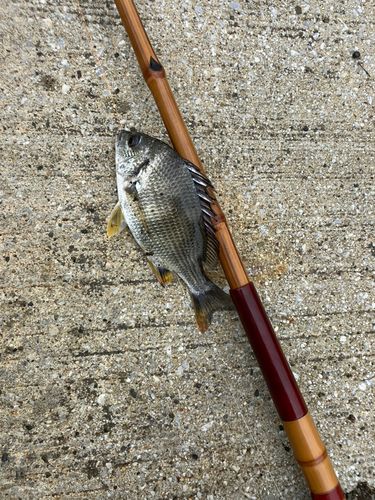 キビレの釣果
