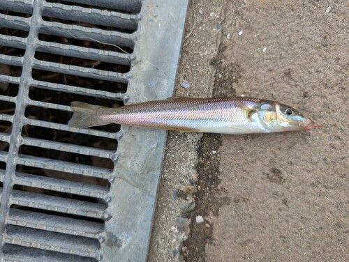 シロギスの釣果