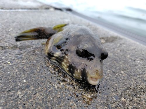 サザナミフグの釣果