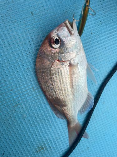 チダイの釣果