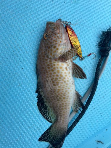 オオモンハタの釣果