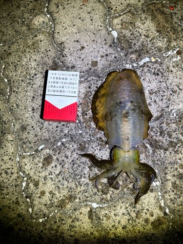 アオリイカの釣果