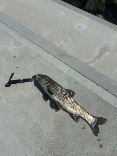 ニゴイの釣果