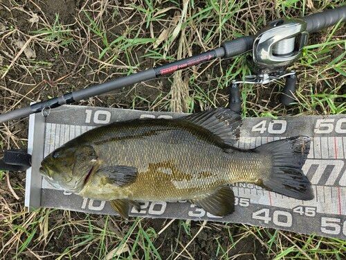 スモールマウスバスの釣果