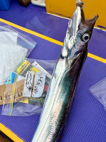 タチウオの釣果