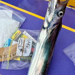 タチウオ