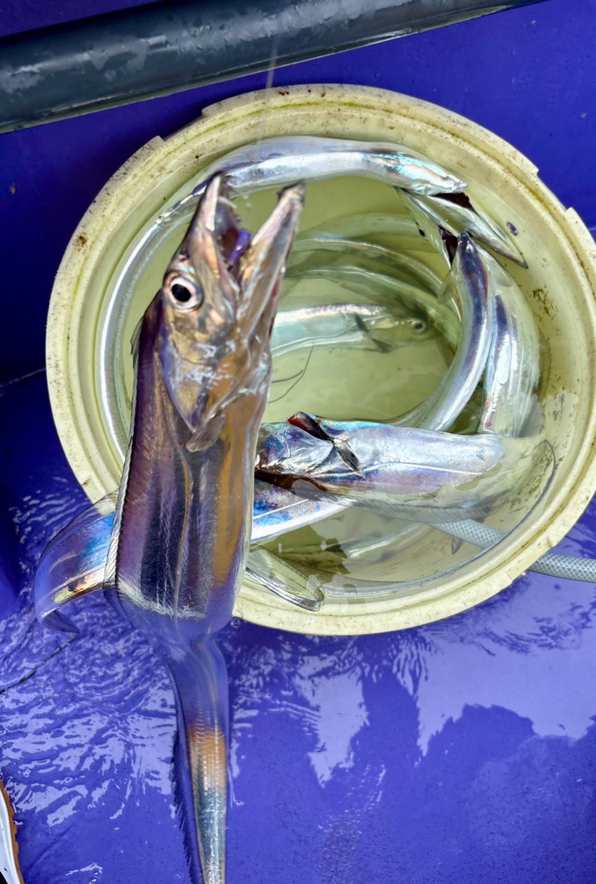 なんちゃって太公望さんの釣果 2枚目の画像