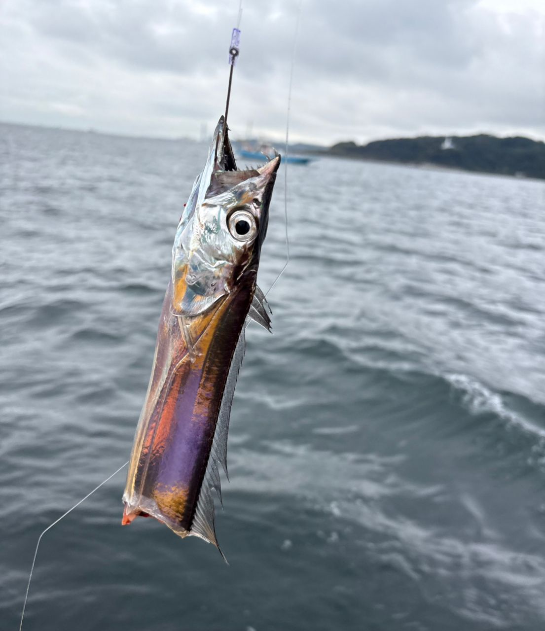 なんちゃって太公望さんの釣果 3枚目の画像