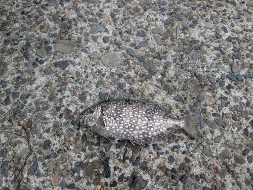 アイゴの釣果