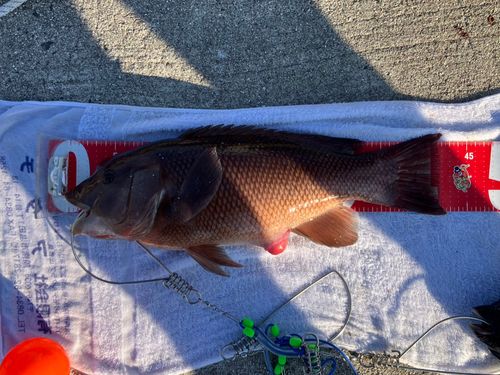 コブダイの釣果