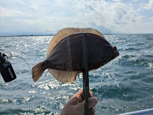 マコガレイの釣果