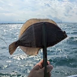 マコガレイ