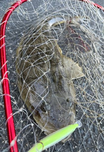 マゴチの釣果