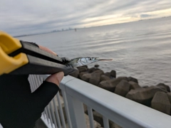サヨリの釣果