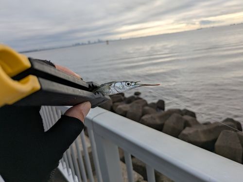 サヨリの釣果
