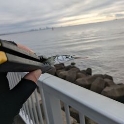 サヨリ