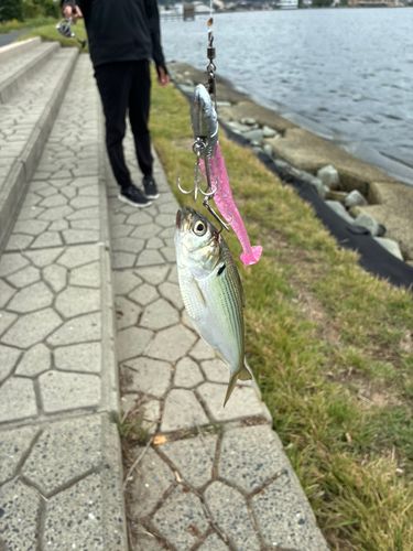 釣果