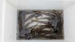 マハゼの釣果