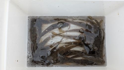 マハゼの釣果
