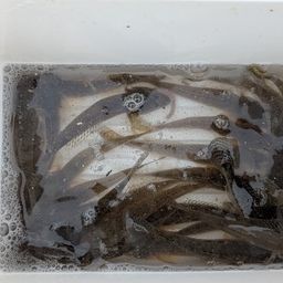 マハゼ