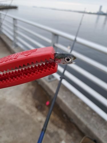 カタクチイワシの釣果