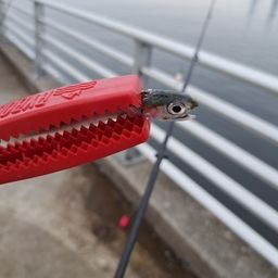 カタクチイワシ
