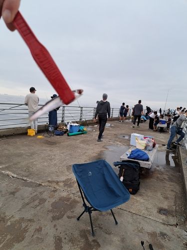 カタクチイワシの釣果