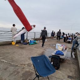 カタクチイワシ