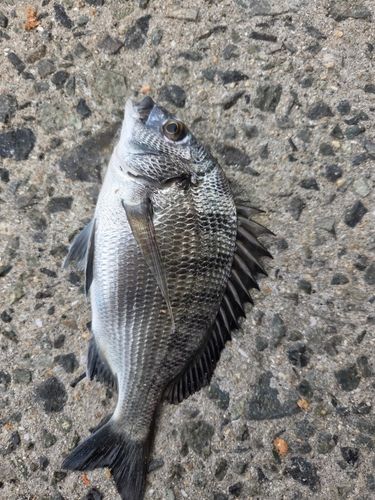 チヌの釣果