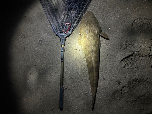 マゴチの釣果