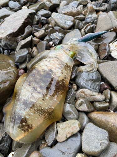 英虞湾