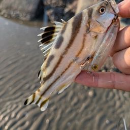 コトヒキ