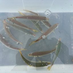 アジ