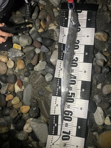 タチウオの釣果