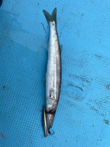 ヤマトカマスの釣果