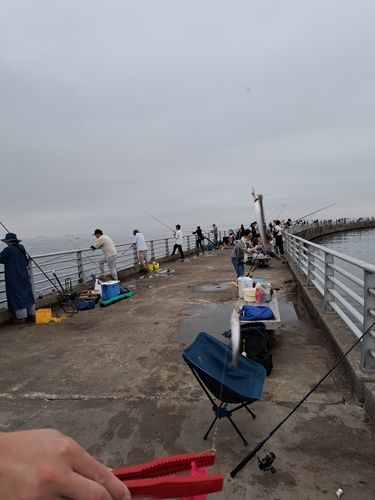 カタクチイワシの釣果