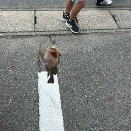カサゴ