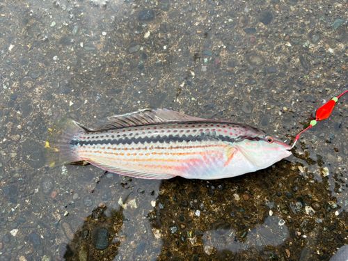 キュウセンの釣果