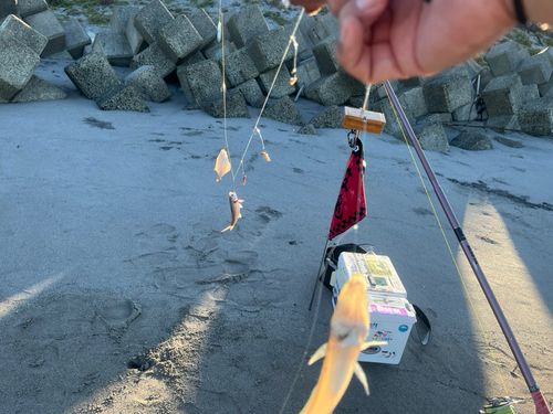 キスの釣果