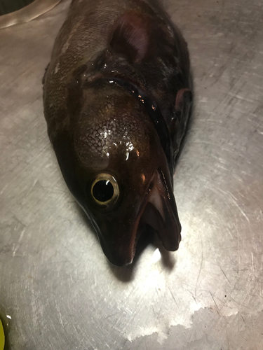 ドンコの釣果