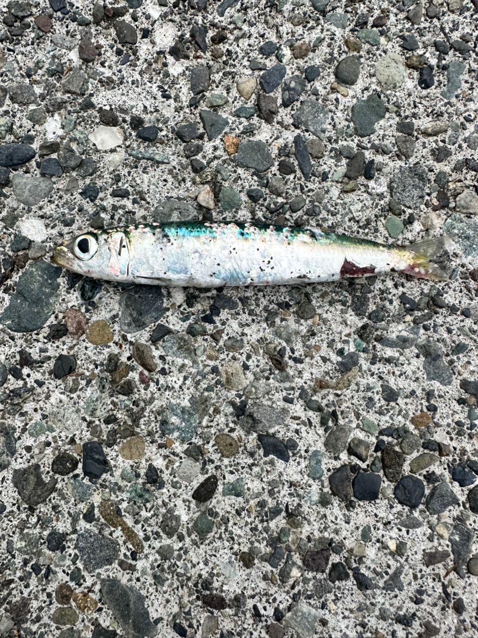 ウルメイワシ