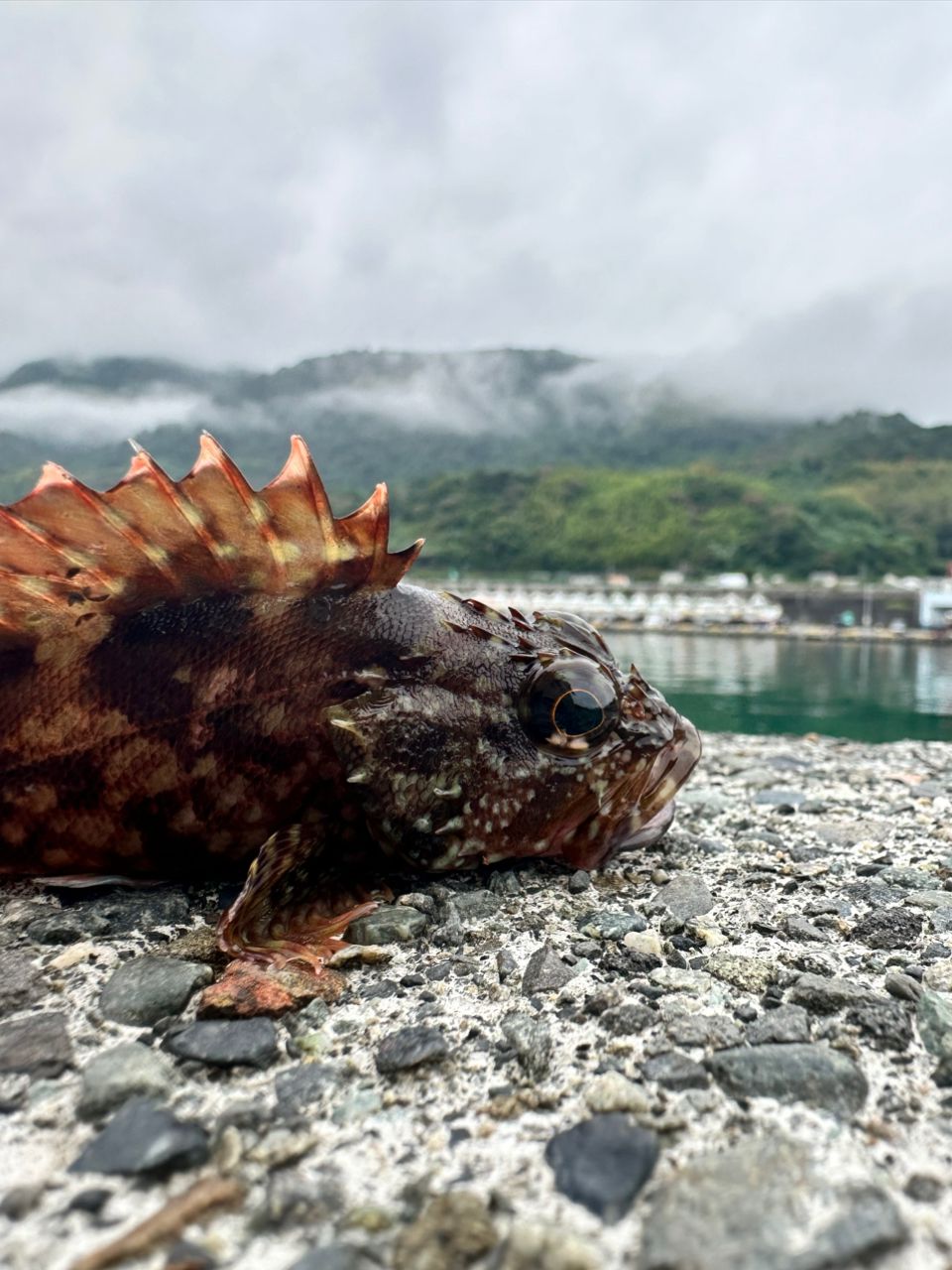 ウルメイワシ