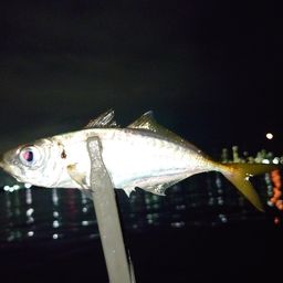 アジ